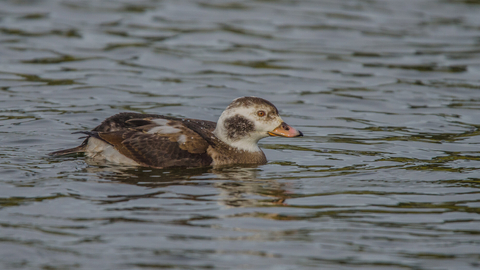 A first-winter long-tailed duck, with a brown and white body and largely pink bill, swims along a lake