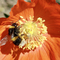 Buff-tailed bumblebee on welsh poppy