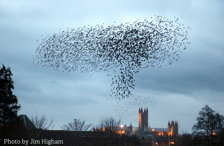 Jim Higham's photograph of a starling murmuration over Canterbury
