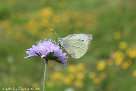Alice Bruford's photograph of green-veined white scabious