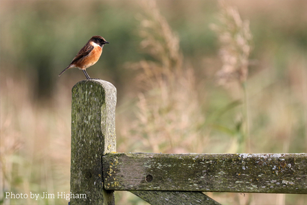 Jim Higham's photograph of a stonechat at Elmley Marshes