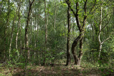 Ancient woodland at Lodge Hill