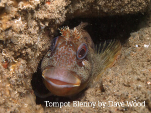 Tompot Blenny by Dave Wood