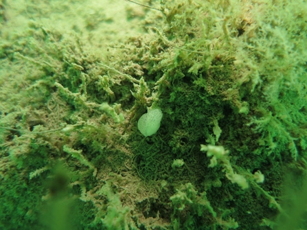 Clathrina coriacea sponge