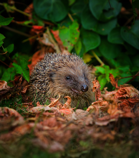 Hedgehog in leaves, photo by Jon Hawkins