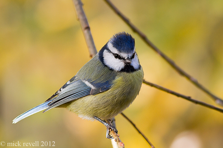 Blue tit - Photo by Mick revell