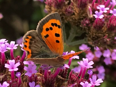 Small copper butterfly on verbena bonariensis