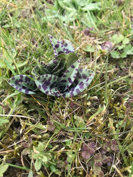 Leaves of a common spotted orchid