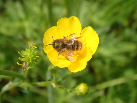 Female red mason bees only have a short journey from their home to enjoy the buttercups of our wilder lawn – P Brook 