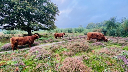 Ashford & Dover cattle