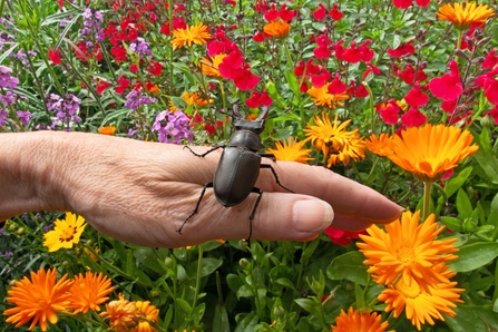 Stag beetle on a hand at an Open Garden event 