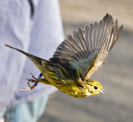 Yellowhammer bird in flight