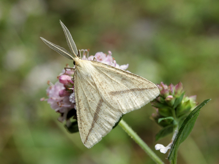 Straw belle moth on flower