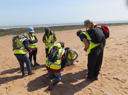 A group of volunteer in hi-vis surveying the shoreline on a beach