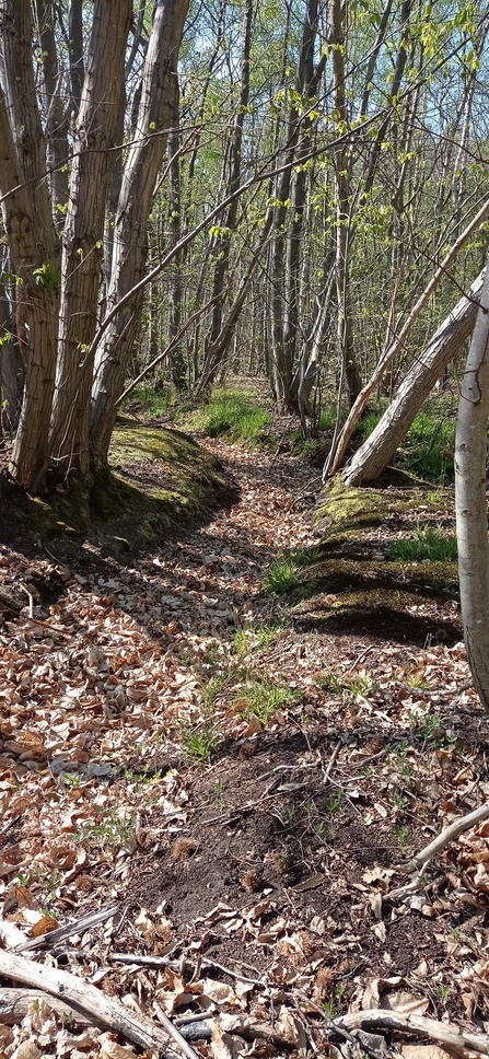 Ditch within Blean Woods