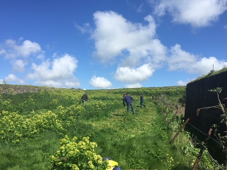 Sunny day, blue sky, with 4 volunteers clearing alexanders at Dover Castle