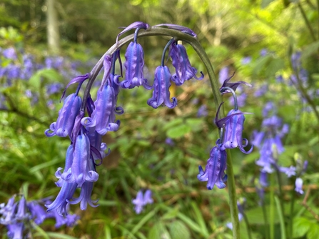 bluebells at Greensand Commons