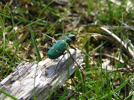 Green Tiger Beetle Hothfield Heathlands