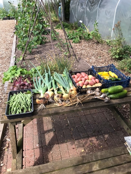 Table in an allotment with various trays of vegetables 