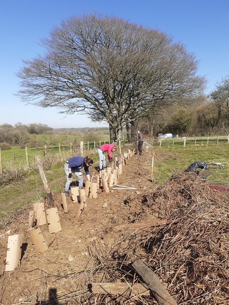 High Downs practical volunteers planting trees