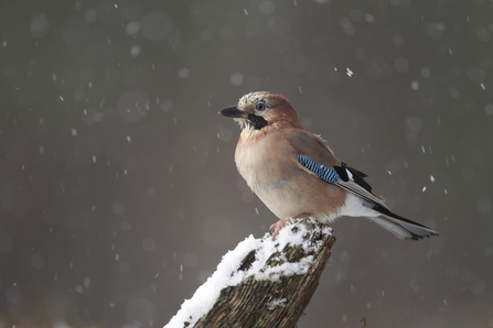 Jay perched on a log whilst snow is falling