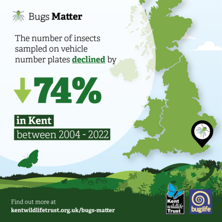 Bugs Matter 2022 Kent decline infographic