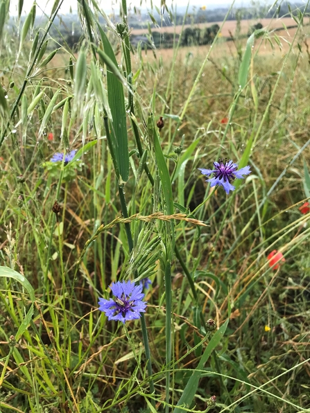 A close up of mixed wildflowers growing at Polhill reserve