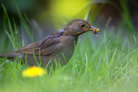 Blackbird on grass with an insect in it's mouth