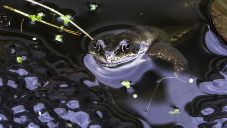 A common frog with its head above the water as it floats next to a large pile of floating frog eggs