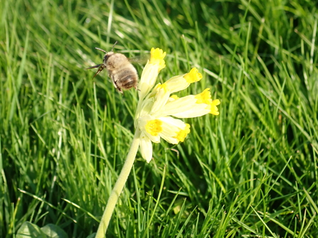 Hairy footed flower bee on a cowslip