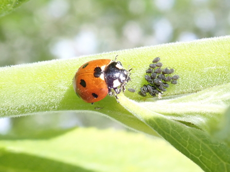 Ladybird and aphid prey