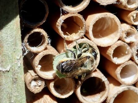 Patchwork leaf cutter bee inspecting a hole in a bee hotel made of cut up bamboo canes