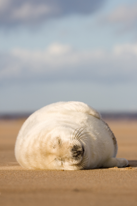 grey seal pup asleep on beach