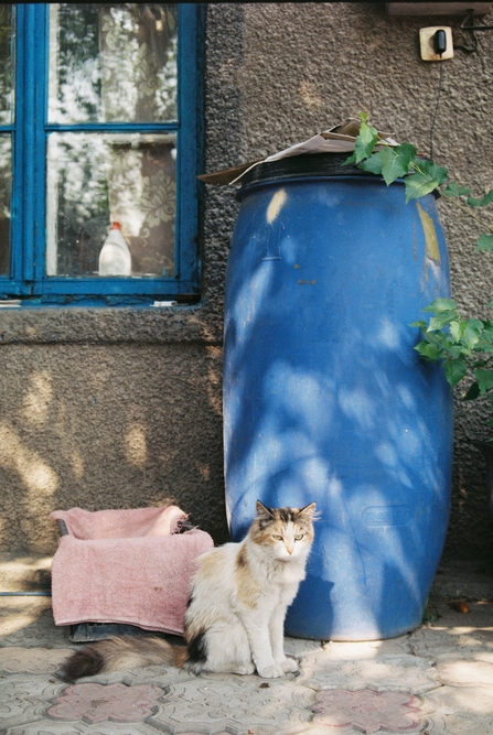 Rain barrel water butt with cat