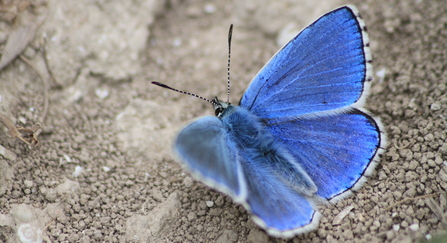 A male Adonis blue butterfly standing on stony ground, its bright electric blue wings held open, showing the black chequerboad markings on the margins