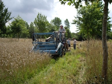 Wakelyns Agroforestry, Suffolk, UK, harvesting wheat in mixed timber system