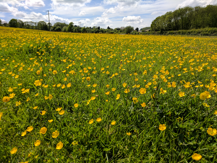 Field of buttercups at Queendown Warren nature reserve