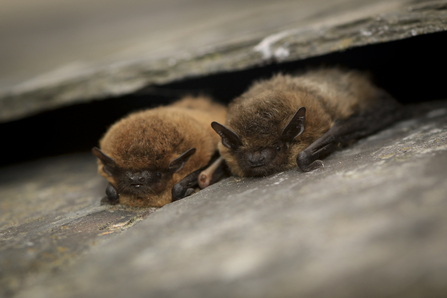 2 Common pipistrelle bats roosting