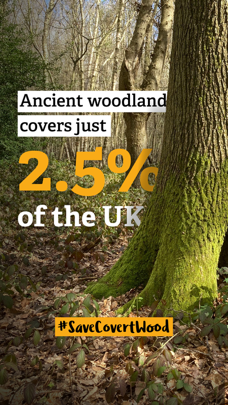 Covert Wood social 1 stories - ancient woodland