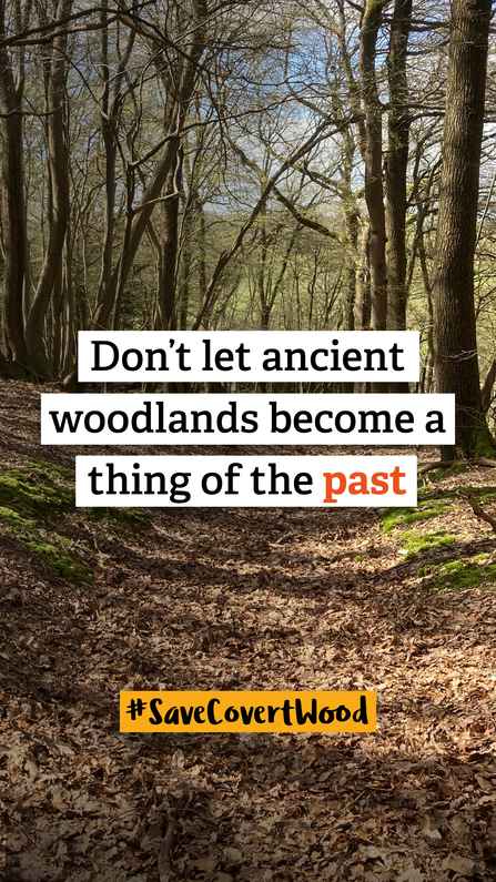 Covert Wood social 2 stories - don't let ancient woodlands become a thing of the past