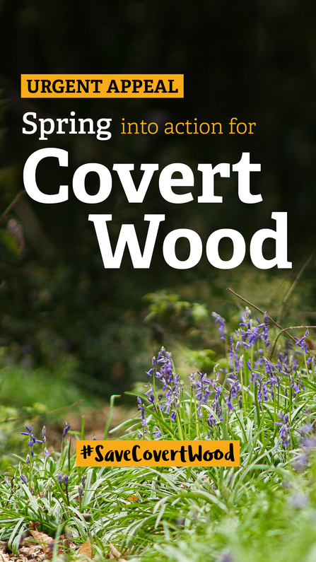 Covert Wood social 3 stories - spring into action