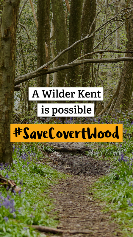 Covert Wood social 4 stories - A wilder Kent is possible