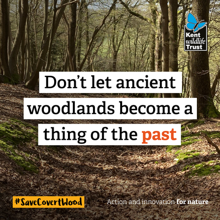 Covert Wood social 2 - don't let ancient woodlands become a thing of the past