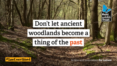 Covert Wood social 2 twitter - don't let ancient woodlands become a thing of the past
