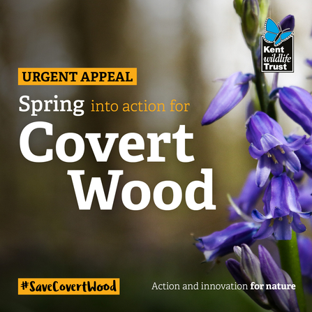 Covert Wood social 3 - spring into action