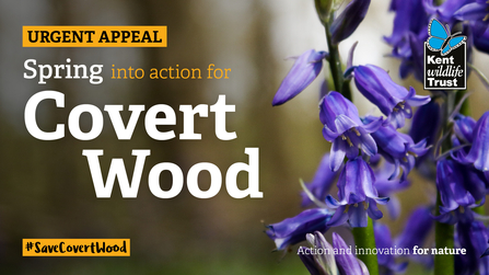 Covert Wood social 3 twitter - spring into action