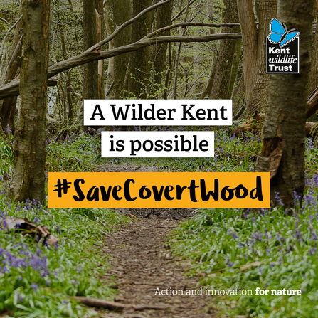 Covert Wood social 4 - A wilder Kent is possible