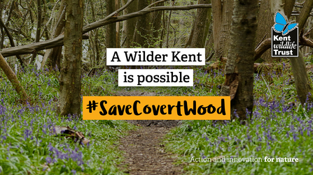 Covert Wood social 4 twitter - a wilder Kent is possible