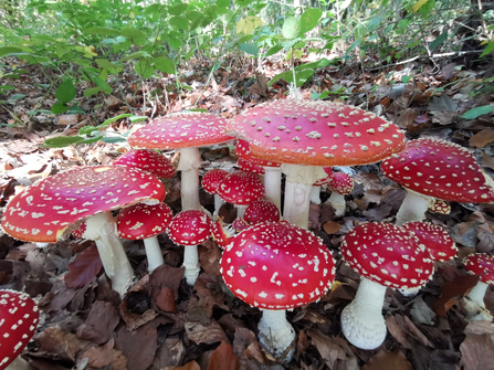Fly agaric mushrooms in a trooping group on the woodland floor at Queendown warren