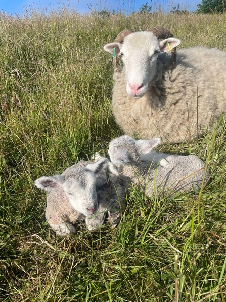 White-faced woodland lambs with their mum